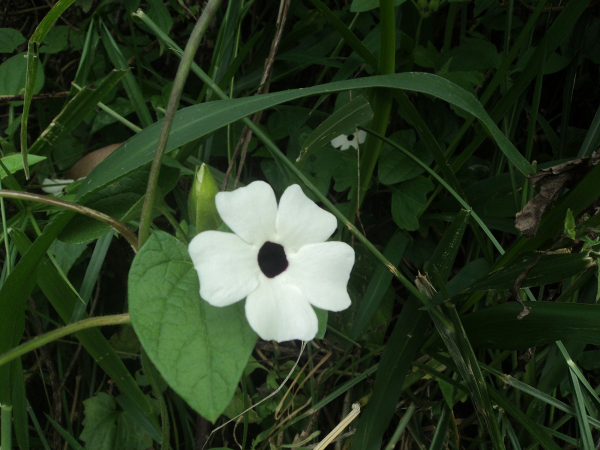 Thunbergia alata Bojer ex Sims